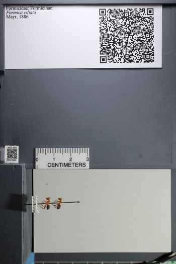 Media type: image;   Entomology 524322